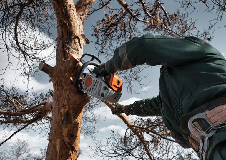 Man Cuts Down Tree Branches
