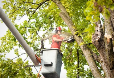 tree removal services in rochester