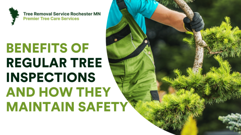 The Benefits of Regular Tree Inspections and How They Maintain Safety